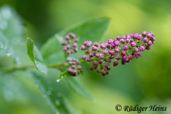 Spiraea salicifolia (Weidenblättrige Spiere)