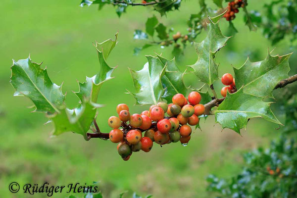 Ilex aquifolium (Europäische Stechpalme)