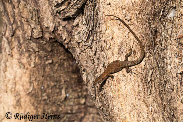Algyroides nigropunctatus (Pracht-Kieleidechse) Weibchen