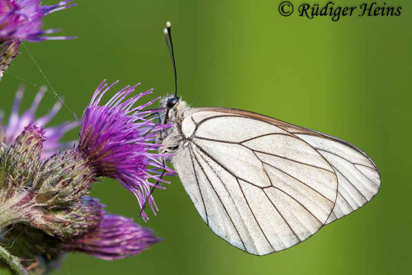 Aporia crataegi (Baum-Weißling), 13.6.2010