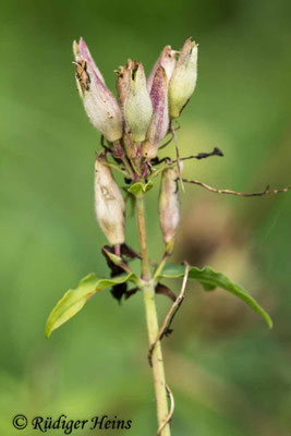 Saponaria officinalis (Echtes Seifenkraut), 25.8.2020