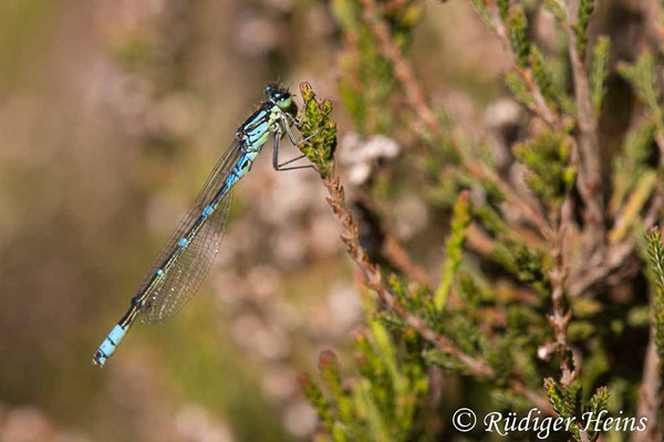 Coenagrion lunulatum (Mond-Azurjungfer) Männchen, 15.5.2025