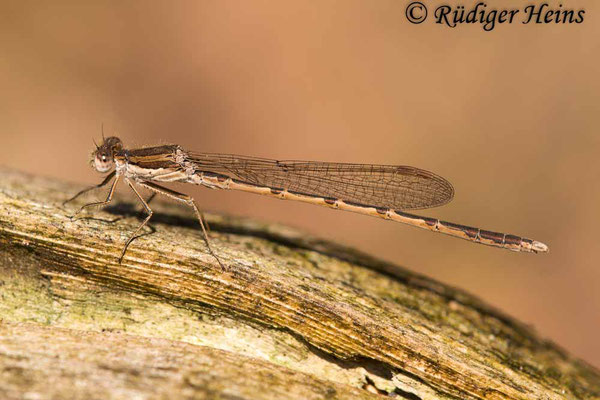 Sympecma fusca (Gemeine Winterlibelle) Männchen, 28.3.2020