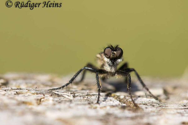 Lasiopogon cinctus (Gemeiner Grauwicht) Weibchen, 29.4.2025