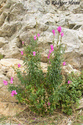 Antirrhinum majus (Großes Löwenmaul), 18.5.2024