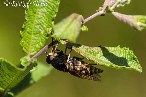 Tabanus sudeticus (Pferdebremse), 6.8.2020