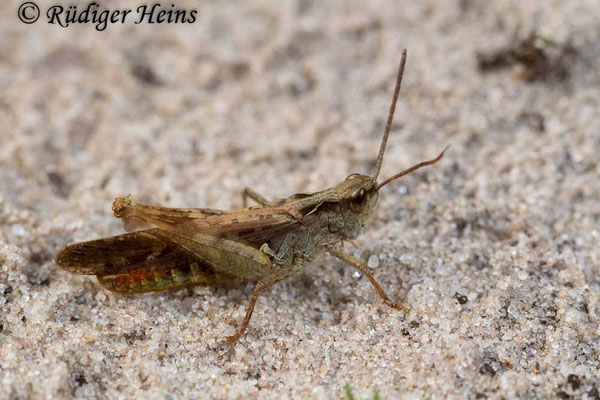 Chorthippus brunneus (Brauner Grashüpfer) Männchen, 18.9.2017