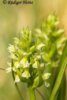 Dactylorhiza ochroleuca (Blaßgelbe Fingerwurz), 1.6.2014