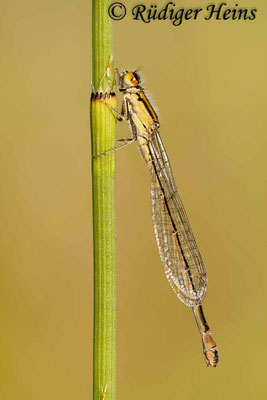 Ischnura graellsi (Spanische Pechlibelle) Weibchen, 17.7.2011