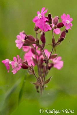 Silene dioica (Rote Lichtnelke), 29.5.2017