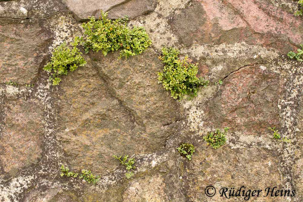 Asplenium ruta-muraria (Mauerraute), 13.9.2015