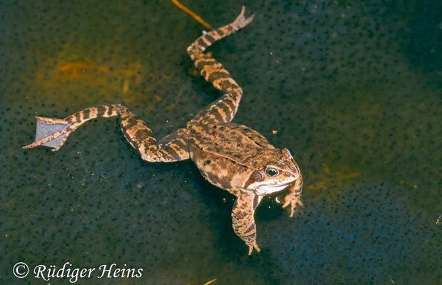 Rana temporaria (Grasfrosch) Männchen, 21.3.1990 (Scan vom Dia)