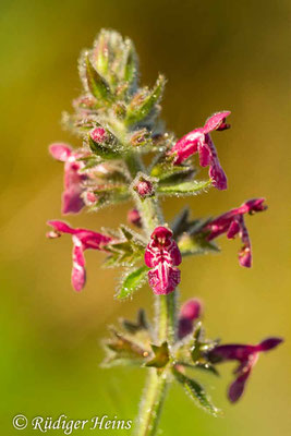 Stachys sylvatica (Wald-Ziest), 31.8.2016