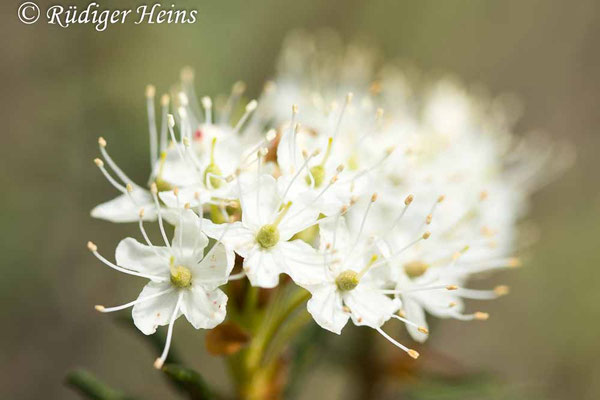 Ledum palustre, Sumpfporst