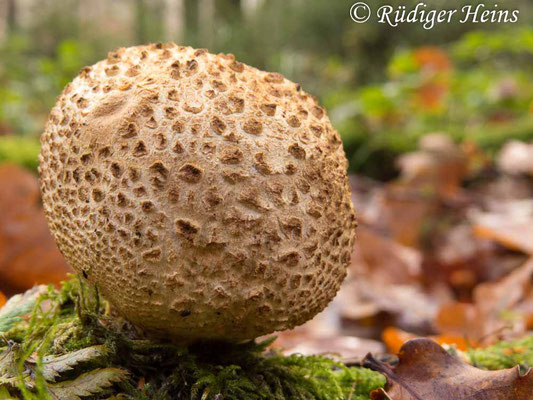 Scleroderma citrinum (Kartoffelbovist), 6.12.2014