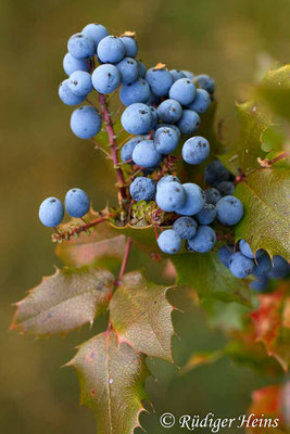 Mahonia aquifolium (Gewöhnliche Mahonie), 2.8.2014