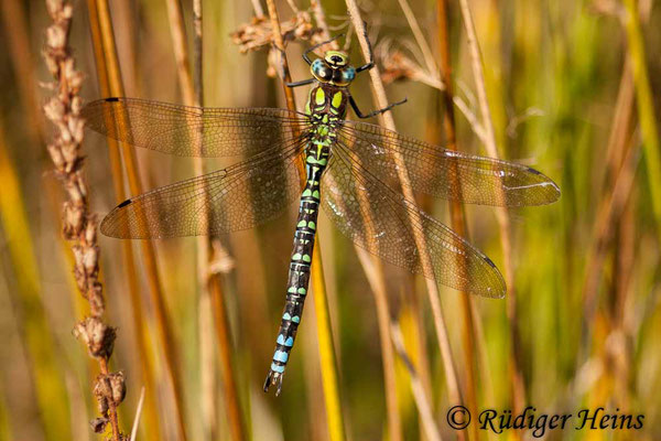 Aeshna cyanea (Blaugrüne Mosaikjungfer) Männchen, 1.11.2015