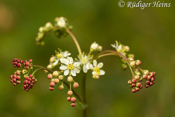 Filipendula vulgaris (Kleines Mädesüß)