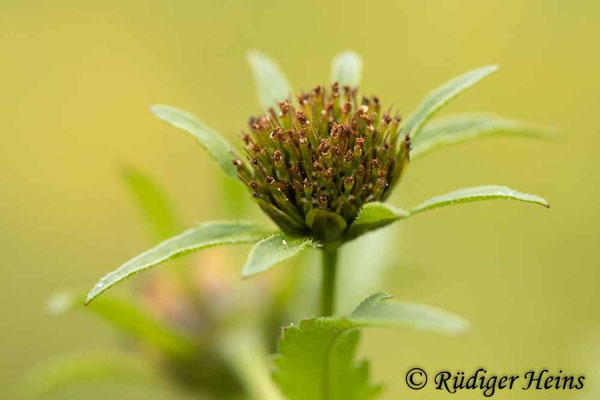 Bidens tripartita (Dreiteiliger Zweizahn)