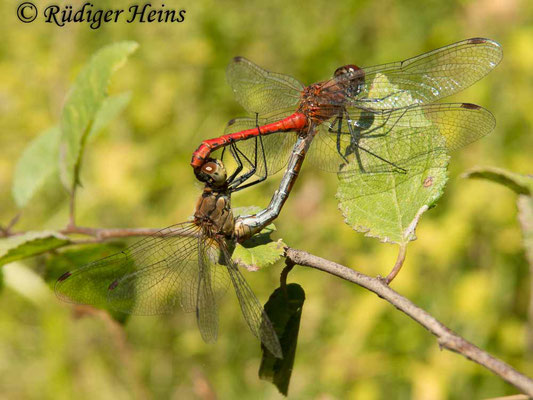 Sympetrum sanguineum (Blutrote Heidelibelle) Paarung, 7.9.2016