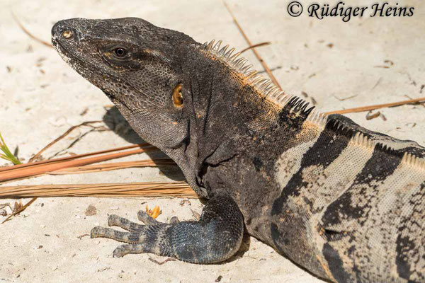 Gemeiner Schwarzleguan Männchen (Ctenosaura similis), 2.12.2023 - Panasonic DMC-FZ 1000