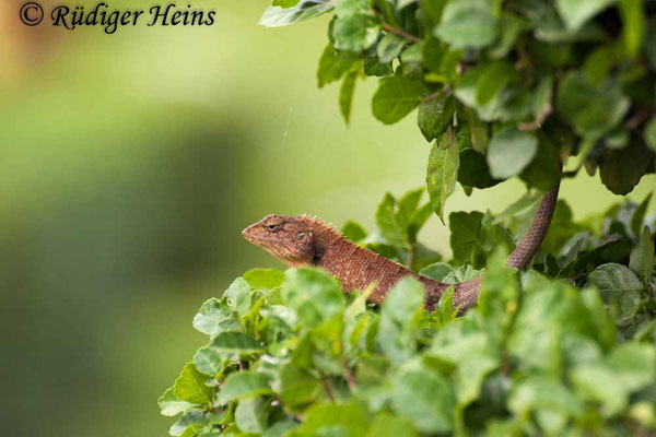 Calotes versicolor (Blutsaugeragame)