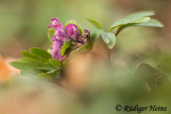 Mittlerer Lerchensporn (Corydalis intermedia) Blatt, 3.4.2022 - Colorplan Dia-Projektionsobjektiv 90mm f/2,5