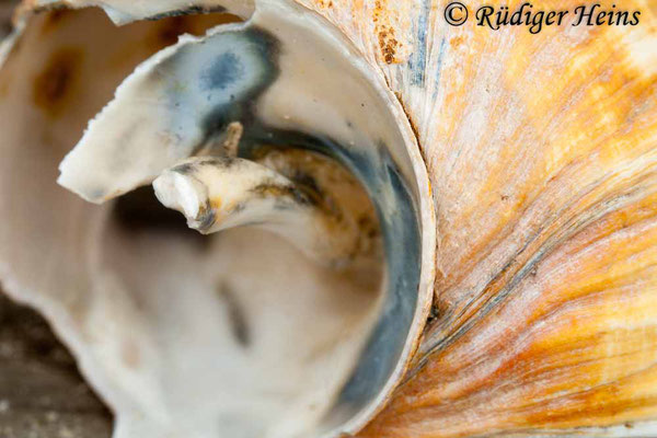 Buccinum undatum (Wellhornschnecke), 16.7.2008