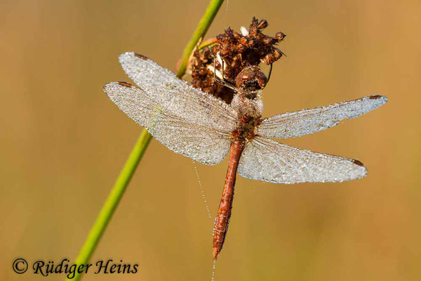 Sympetrum vulgatum (Gemeine Heidelibelle) Männchen, 14.9.2013