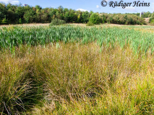 Conocephalus dorsalis (Kurzflügelige Schwertschrecke) Habitat, 21.8.2018