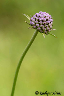 Succisa pratensis, Gewöhnlicher Teufelsabbiss
