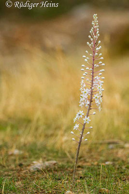 Drimia maritima (Weiße Meerzwiebel), 22.10.2015