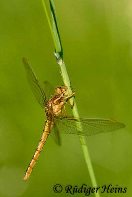 Orthetrum coerulescens (Kleiner Blaupfeil) junges Weibchen