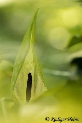 Arum maculatum (Gefleckter Aronstab), 3.5.2023