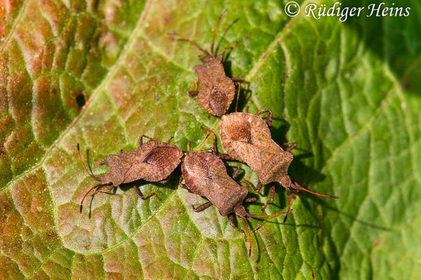 Coreus marginatus (Lederwanze), 29.5.2017