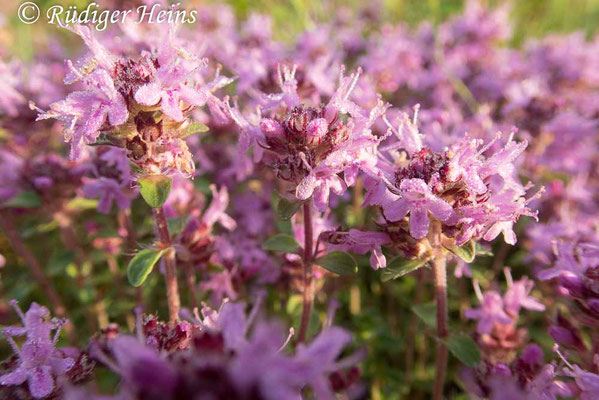 Thymus serpyllum (Sand-Thymian), 14.7.2020