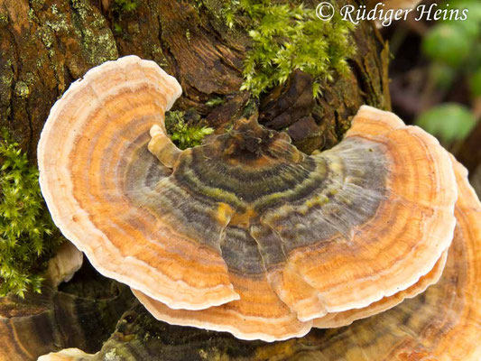 Trametes versicolor (Schmetterlingstramete), 1.3.2015
