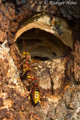 Vespa crabro (Hornisse), 9.9.2016