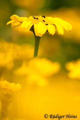 Glebionis segetum (Saat-Wucherblume)