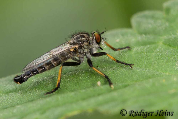 Neoitamus cyanurus (Gemeiner Strauchdieb) Männchen