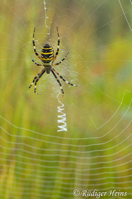 Argiope bruennichi (Zebraspinne, Wespenspinne), 15.8.2023