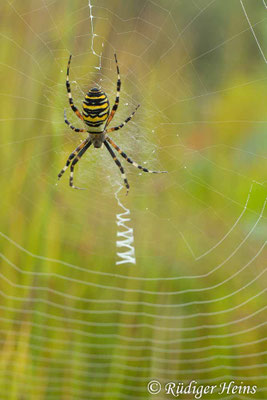 Argiope bruennichi (Zebraspinne, Wespenspinne)