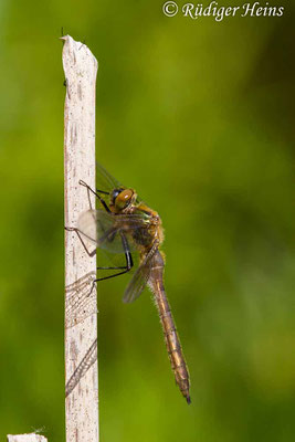 Cordulia aenea (Falkenlibelle) junges Weibchen, 5.5.2018