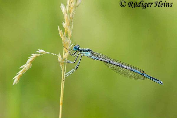 Platycnemis pennipes (Blaue Federlibelle) Männchen, 13.6.2015