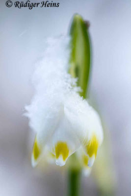 Leucojum vernum (Frühlingsknotenblume oder Märzenbecher)