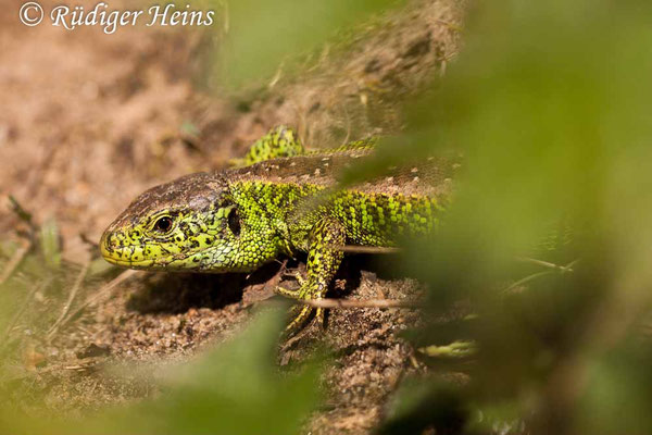 Lacerta agilis (Zauneidechse) Männchen