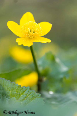 Caltha palustris (Sumpfdotterblume)
