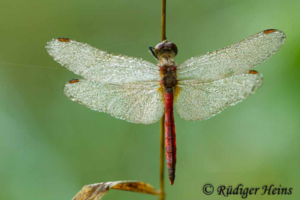 Sympetrum depressiusculum (Sumpf-Heidelibelle) Männchen, 26.9.2015