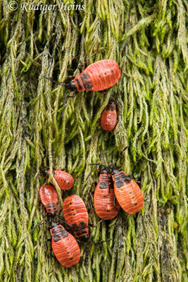 Pyrrhocoris apterus (Gemeine Feuerwanze)
