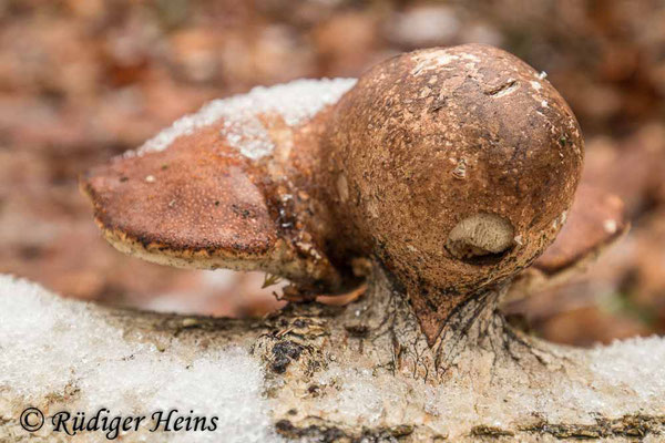 Fomitopsis betulina (Birkenporling), 18.1.2021